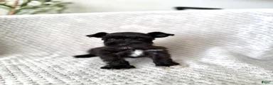 Ace 