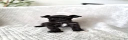 Miniature Schnauzer dogs for sale: Ace  - Ad 1