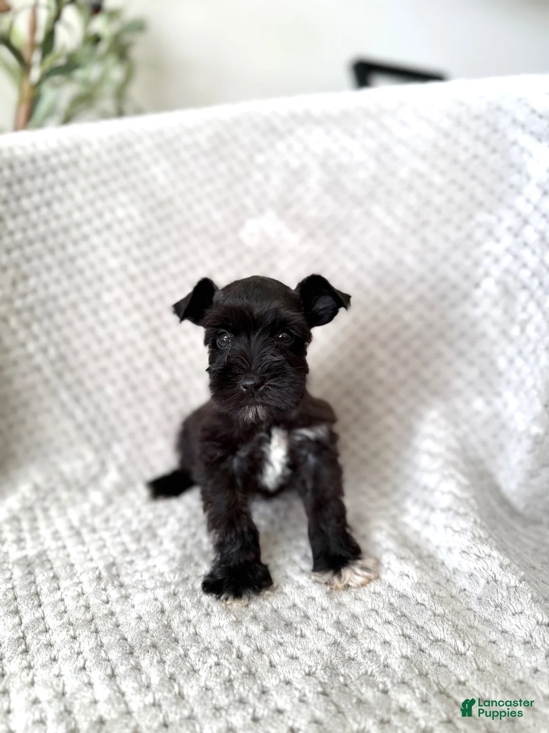 Miniature Schnauzer dogs for sale: Ace  - Ad 1