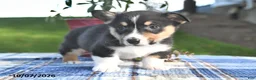 Welsh Corgi Pembroke dogs for sale: Chestnut - Ad 2