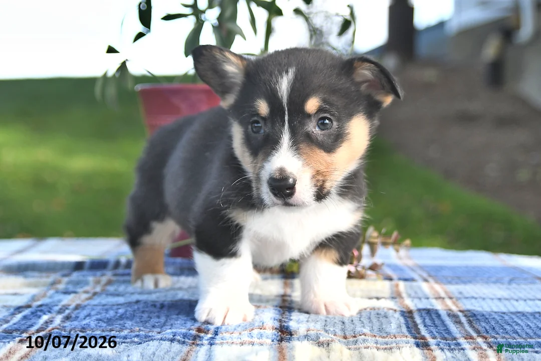 Welsh Corgi Pembroke dogs for sale: Chestnut - Ad 2