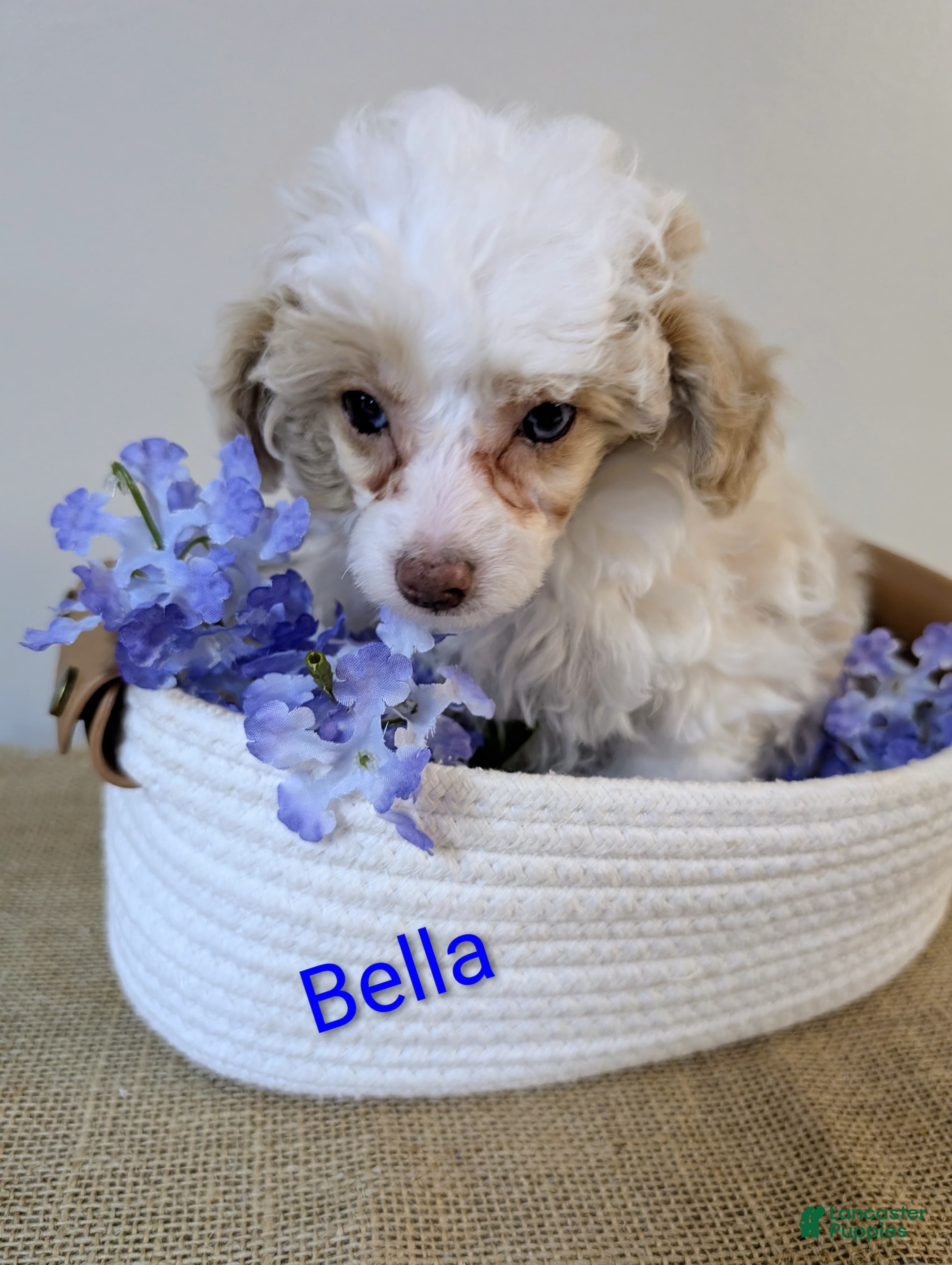 Miniature Poodle dogs Bella - Ad 41