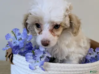 Miniature Poodle dogs Bella - Ad 41