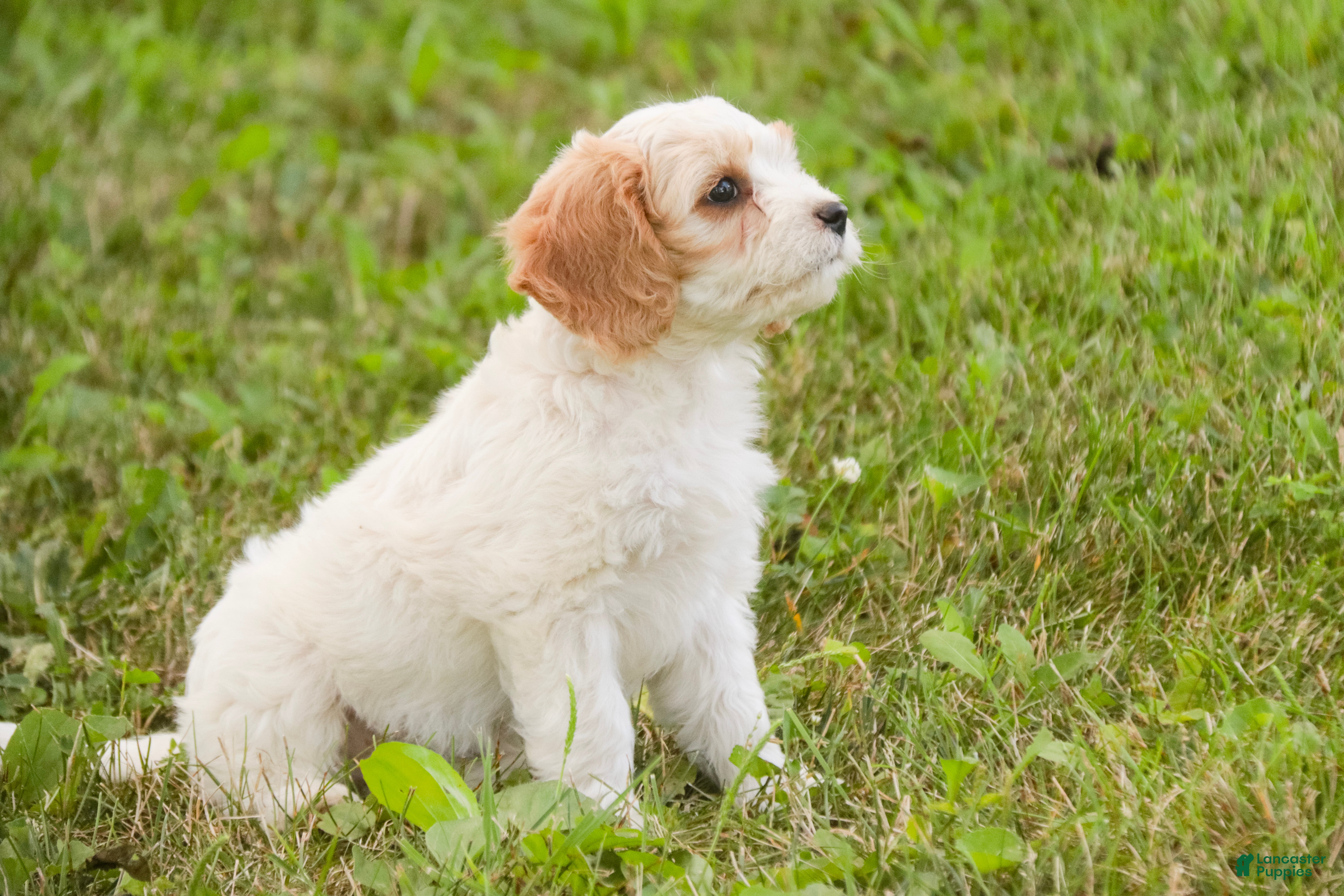 Mixed Breed dogs Fairy Munchkin Bernedoodle - Ad 2
