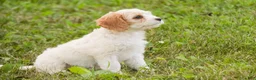 Mixed Breed dogs for sale: Fairy Munchkin Bernedoodle - Ad 7