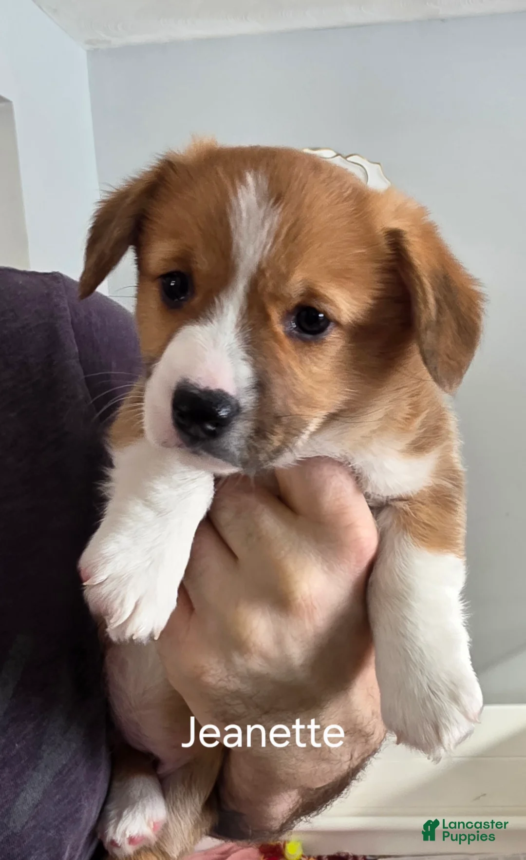 Welsh Corgi Pembroke dogs for sale: Welsh Corgi Pembroke Puppy 2 - Ad 2