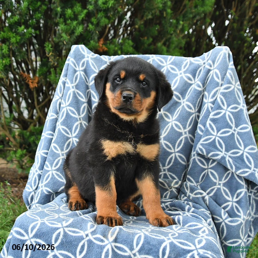 Rottweiler dogs Muffin - Ad 2