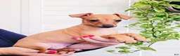 Italian Greyhound dogs for sale: Sebastian - Ad 5