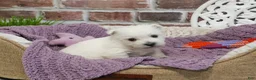 West Highland Terrier dogs for sale: Orli  - Ad 1