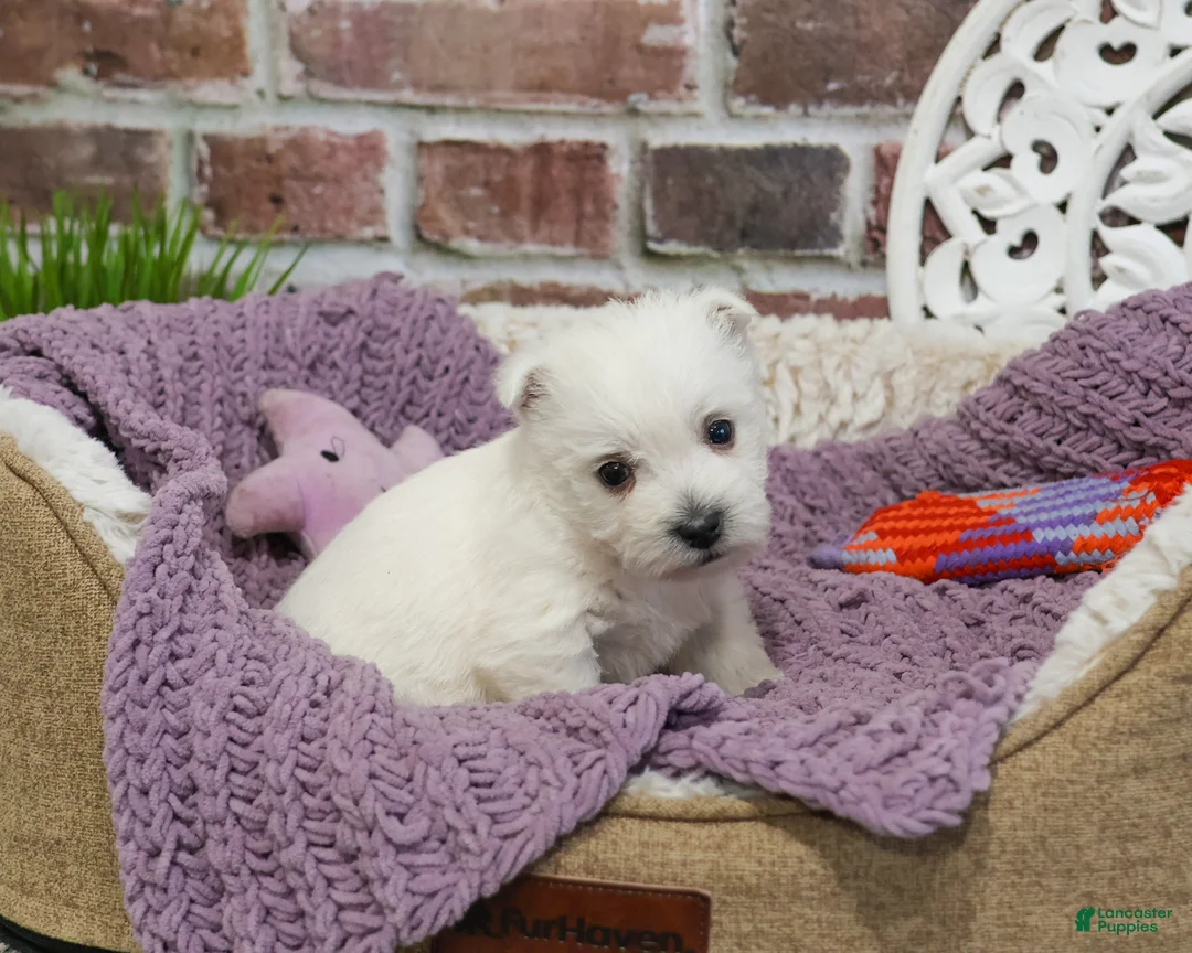 West Highland Terrier dogs for sale: Orli  - Ad 1
