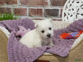 West Highland Terrier dogs Orli - Ad 21