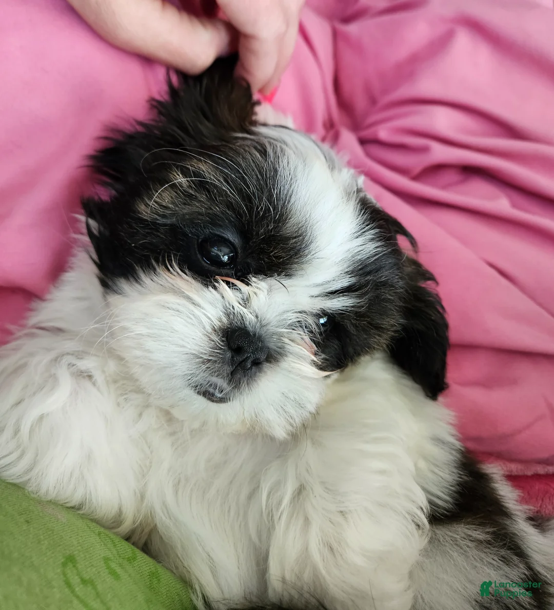 Shorkie dogs for sale: Shorkie Puppy 3 Purple - Ad 7