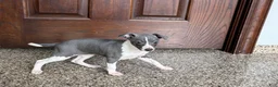 Italian Greyhound dogs for sale: KK - Ad 10