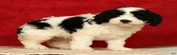 Cavapoo dogs for sale: Barbi - Ad 3