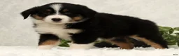 Miniature Australian Shepherd dogs for sale: Sophie - Ad 7