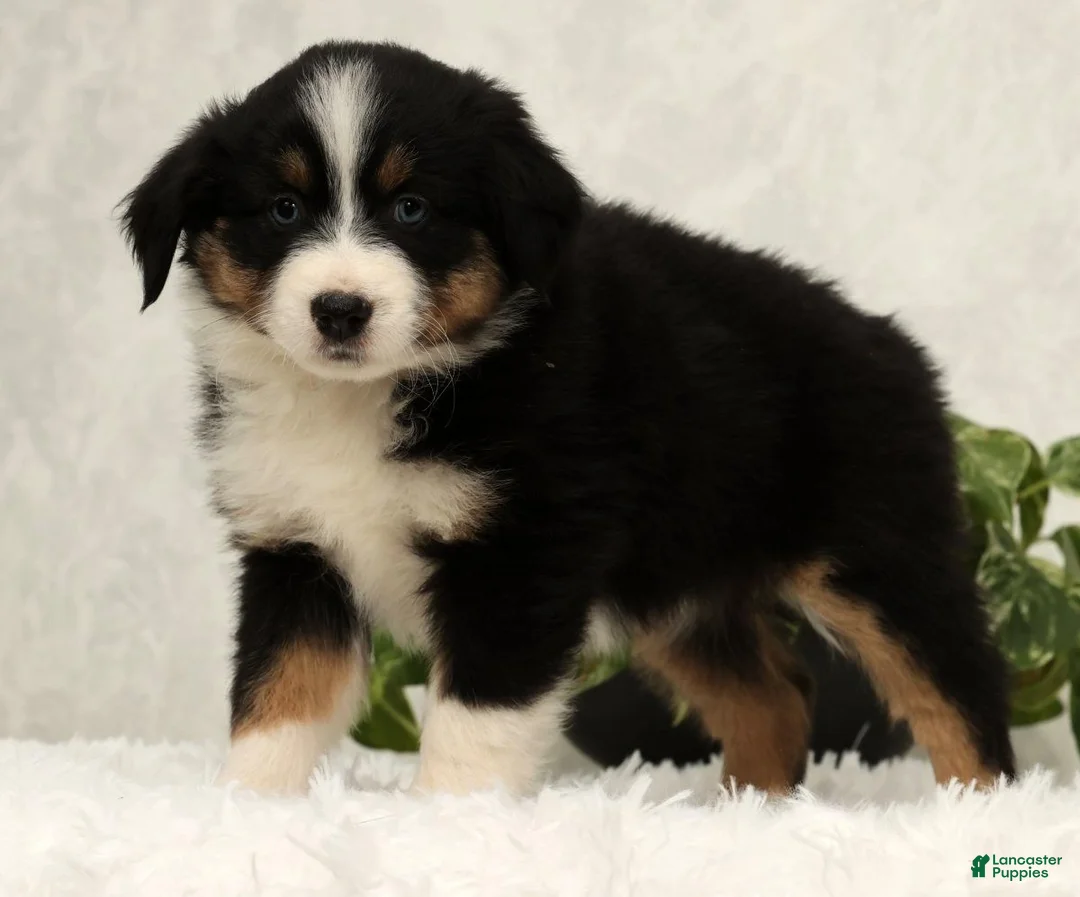 Miniature Australian Shepherd dogs for sale: Sophie - Ad 7
