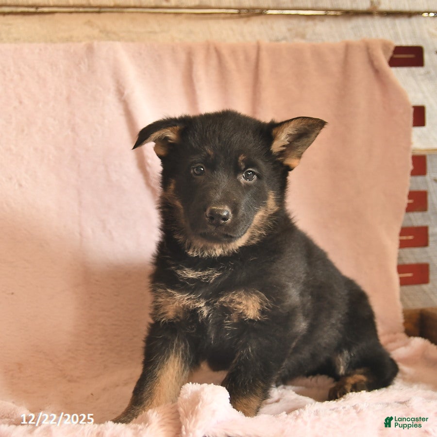German Shepherd dogs Bambi  - Ad 4
