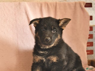 German Shepherd dogs Bambi - Ad 4