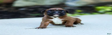 Neva Boxer 