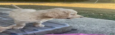 Goldendoodle 2