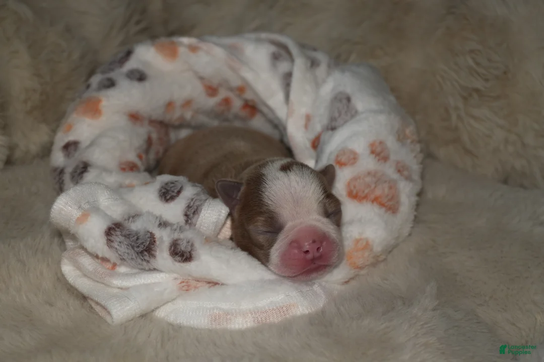 Boston Terrier dogs for sale: Olive - Ad 2