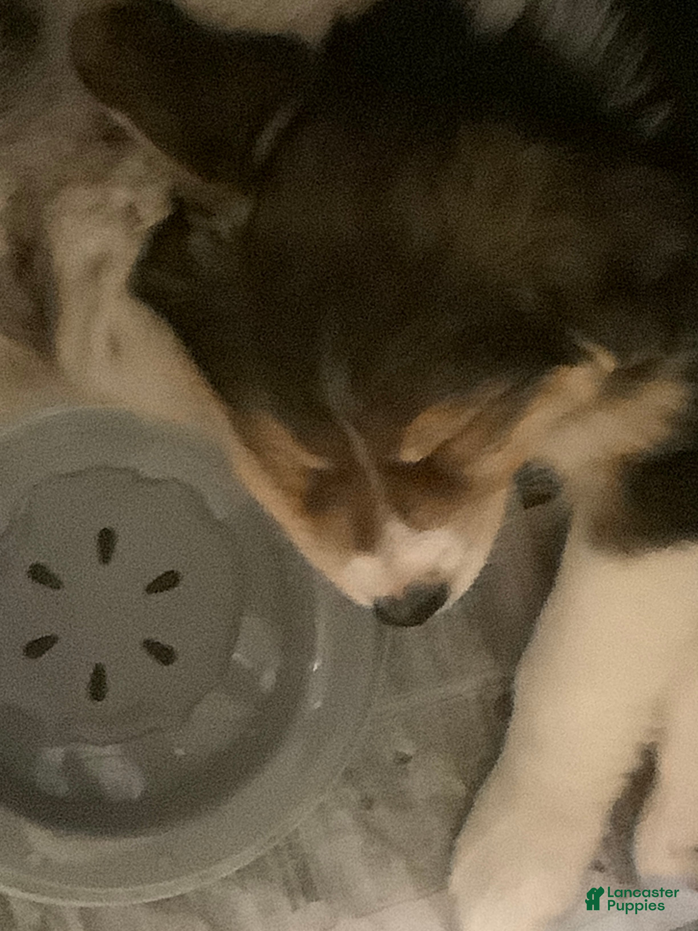 Australian Shepherd dogs  Darby - Ad 15