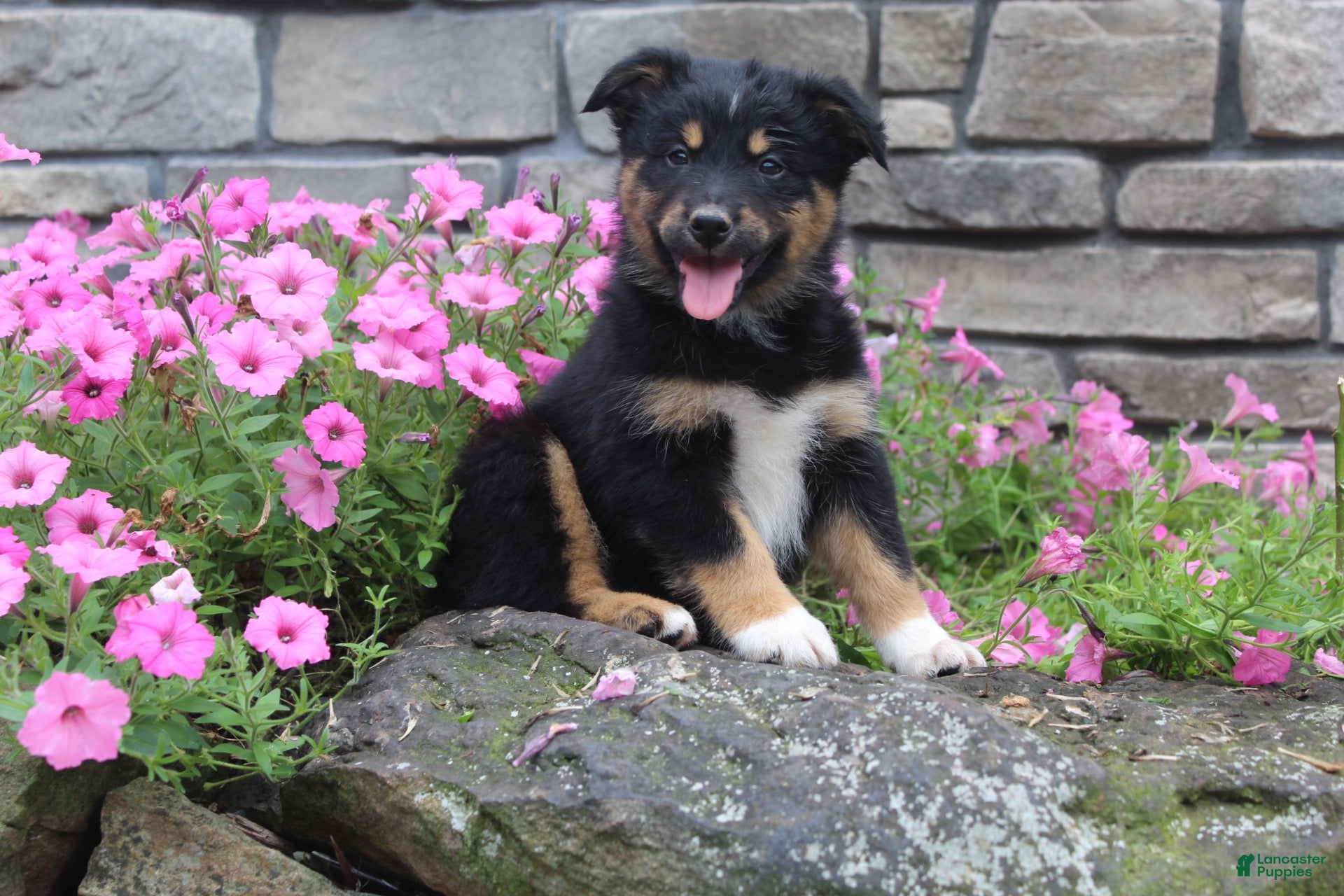 Australian Shepherd dogs Posie  - Ad 2