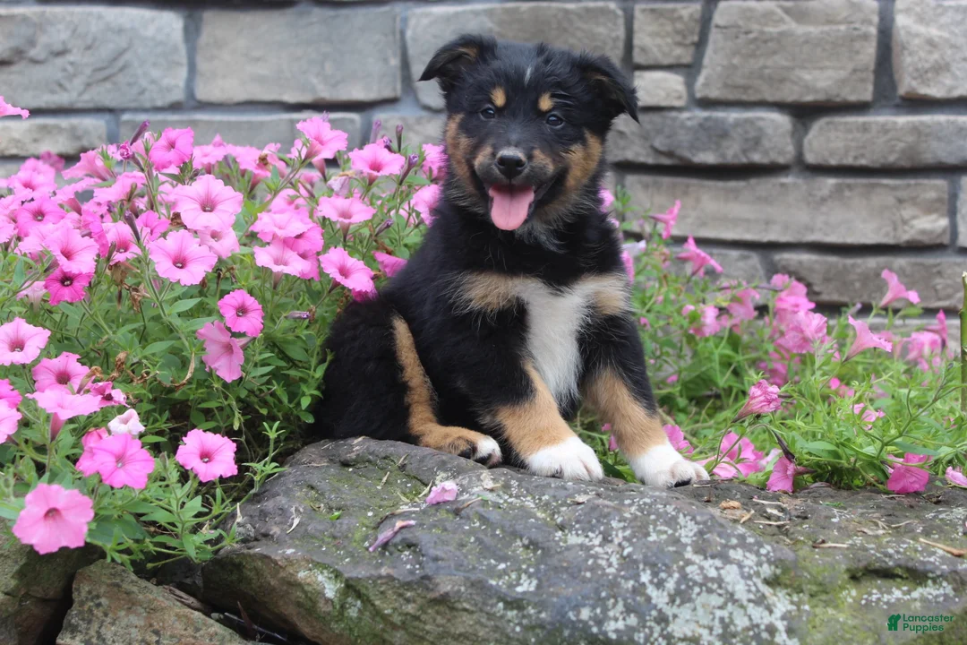 Australian Shepherd dogs for sale: Posie  - Ad 2