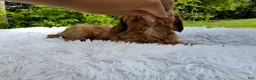 Cavapoo dogs for sale: Puddles - Ad 2