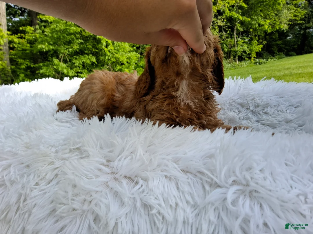 Cavapoo dogs for sale: Puddles - Ad 2