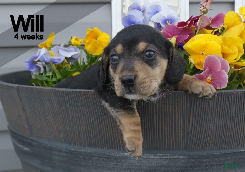 Dachshund dogs Will  - Ad 1