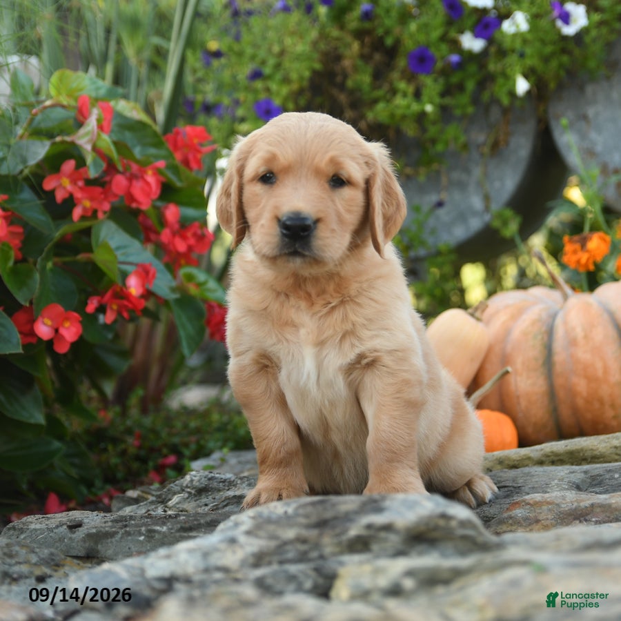 Golden Retriever dogs Clifford - Ad 1
