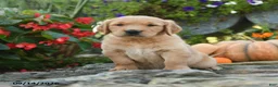 Golden Retriever dogs for sale: Clifford - Ad 1