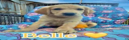 Golden Retriever dogs for sale: Princess Belle  - Ad 1