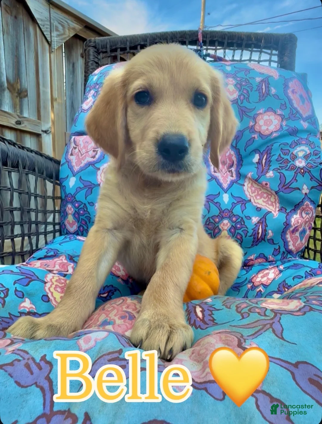 Golden Retriever dogs for sale: Princess Belle  - Ad 1
