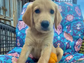 Golden Retriever dogs Princess Belle - Ad 28