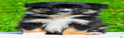 Miniature Australian Shepherd dogs for sale: Javon - Ad 12
