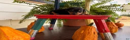 Miniature Pinscher dogs for sale: Marshmallow  - Ad 2