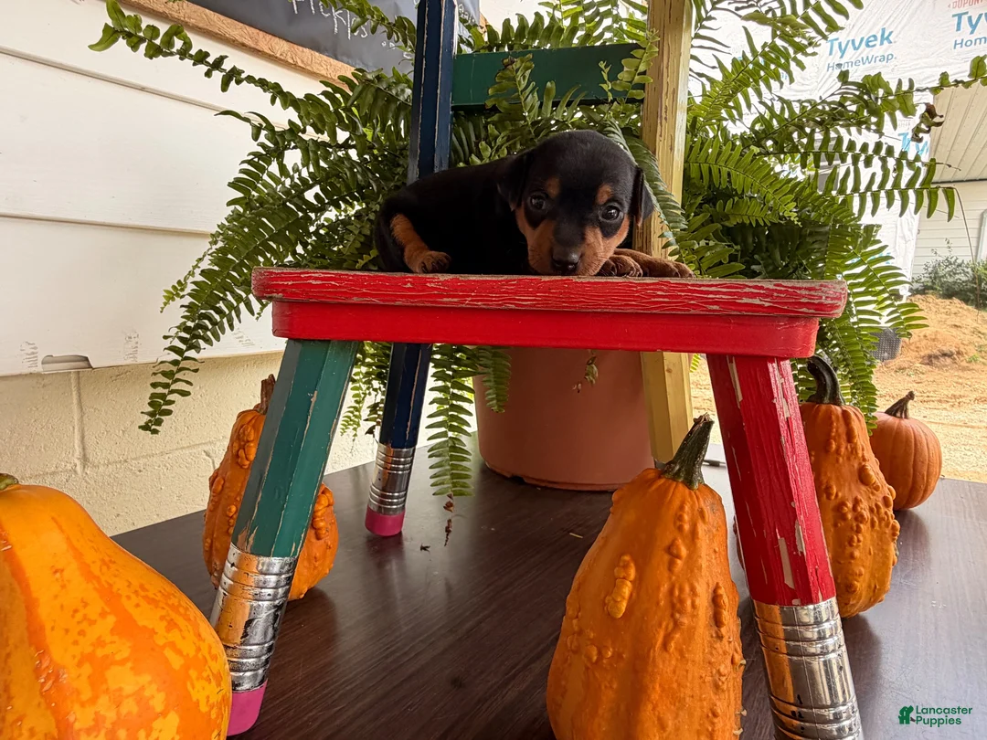 Miniature Pinscher dogs for sale: Marshmallow  - Ad 2