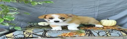 Welsh Corgi Pembroke dogs for sale: Asher - Ad 3