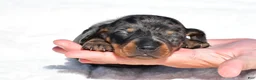 Miniature Dachshund dogs for sale: Hudson - Ad 8