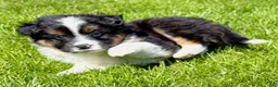Mixed Breed dogs for sale: Tucker, shih Tzu/Pomeranian - Ad 2