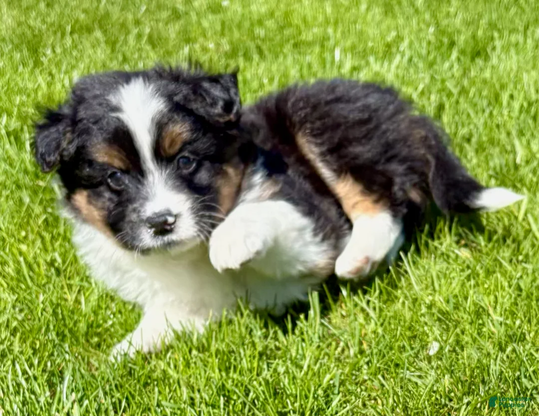 Mixed Breed dogs for sale: Tucker, shih Tzu/Pomeranian - Ad 2