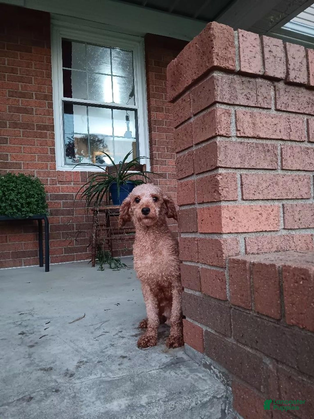 Miniature Poodle dogs for sale: Maddox - Ad 7