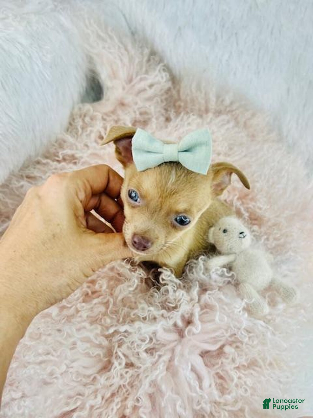 Chihuahua dogs for sale: Chihuahua Puppy 2 - Ad 3