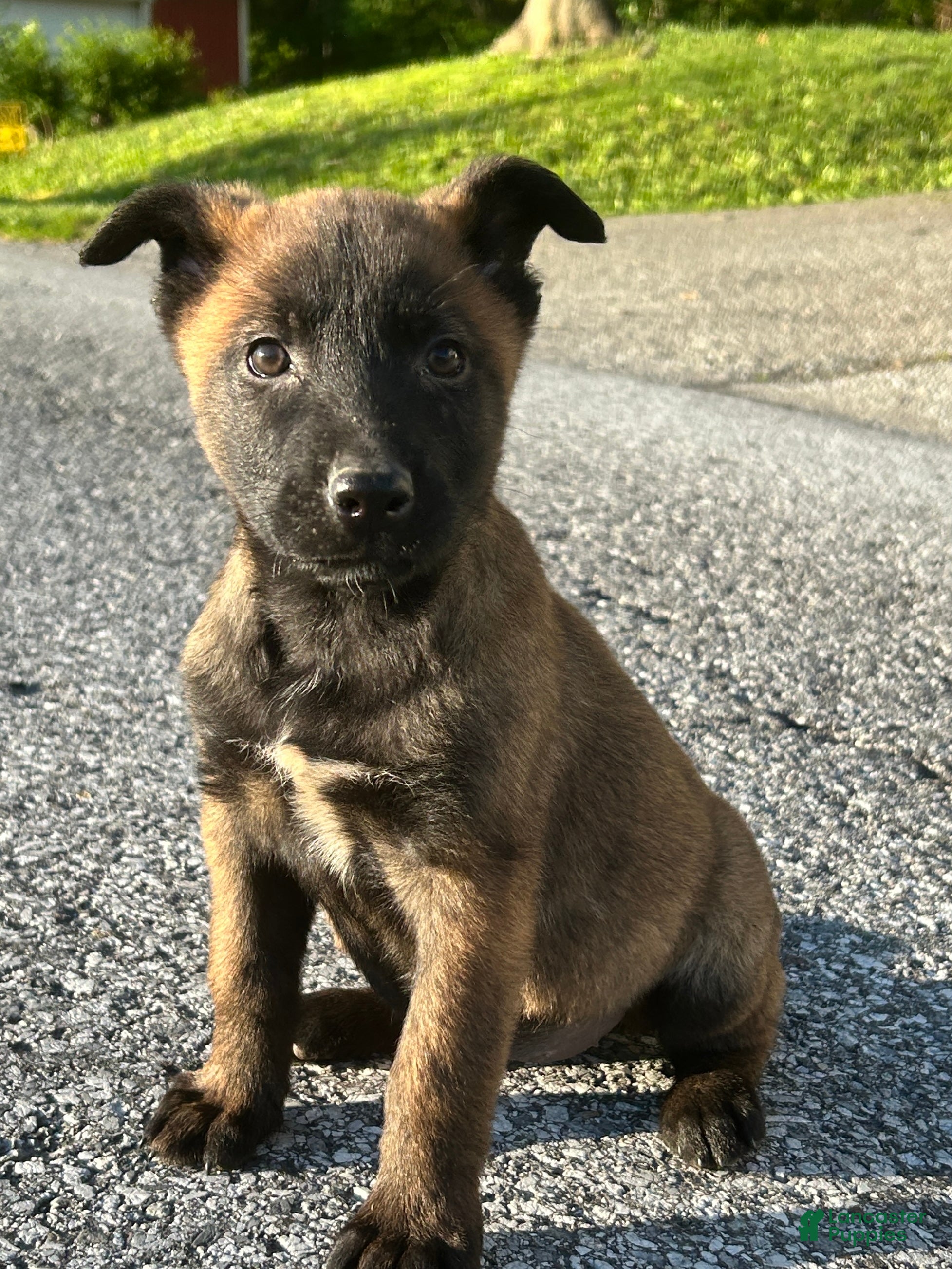 Belgian Malinois dogs Ciara - Ad 22