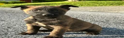 Belgian Malinois dogs for sale: Ciara - Ad 1