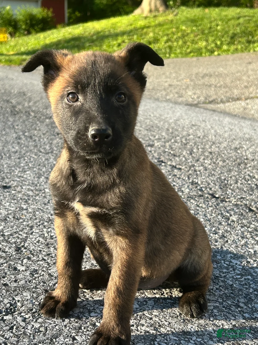 Belgian Malinois dogs for sale: Ciara - Ad 1