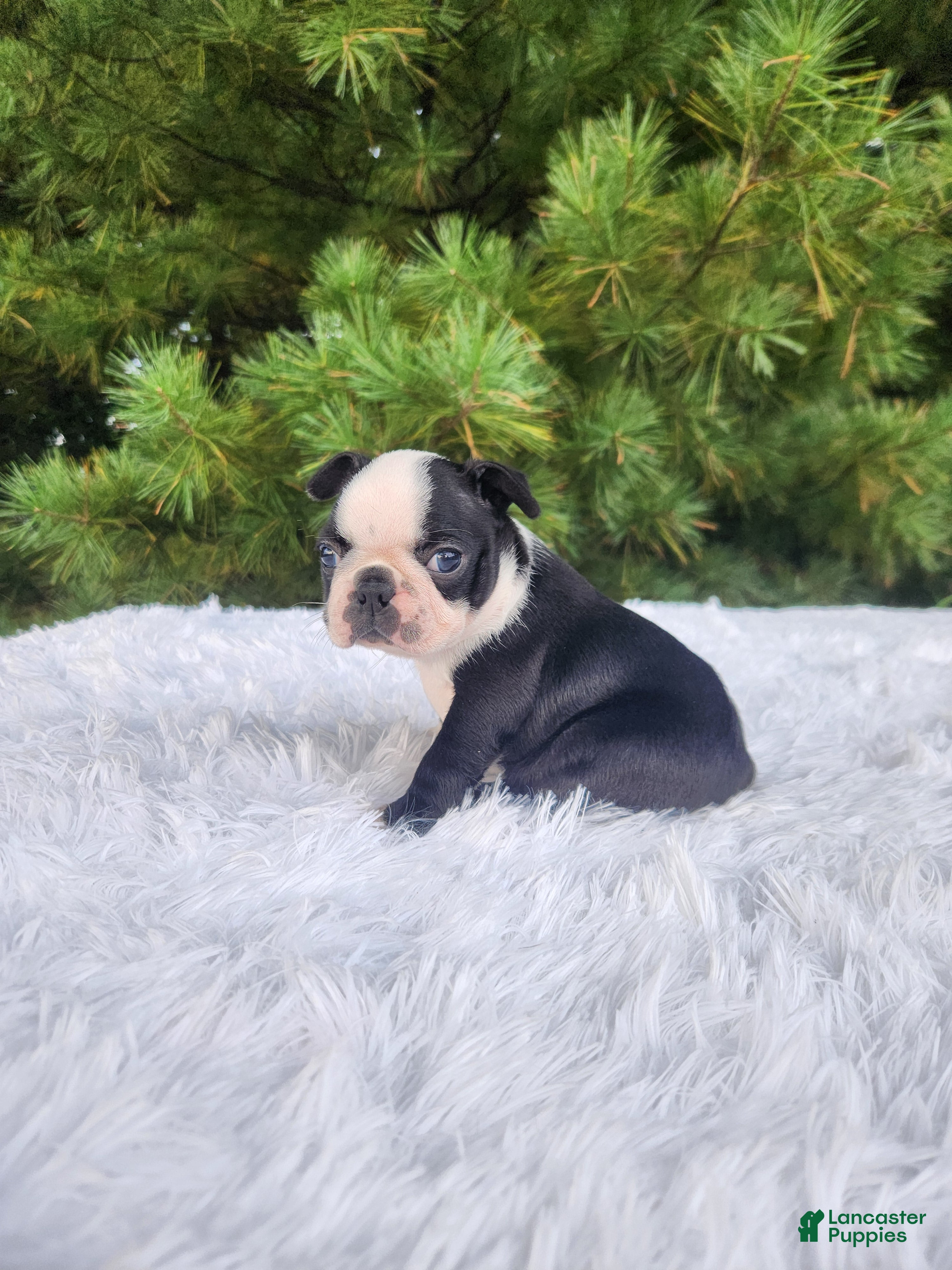 Boston Terrier dogs Pepsi - Ad 2