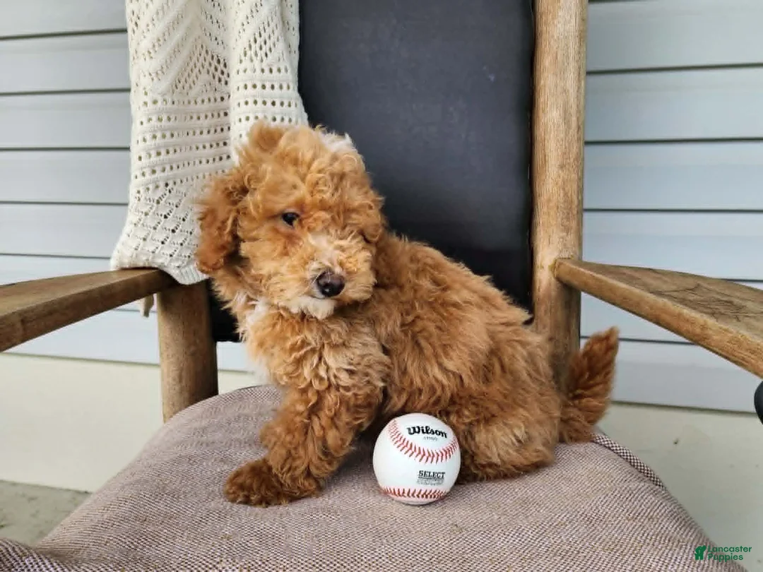 Mini Bernedoodle dogs for sale: Spencer - Ad 2